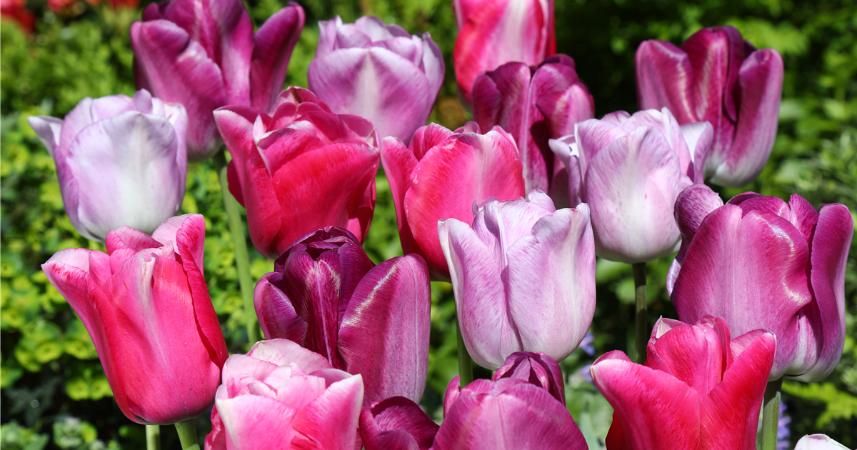 Tulipa Cham Leon Wei Violett Tulpe Cham Leon Mischung