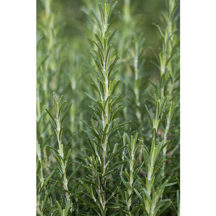 Garten-Rosmarin , Rosmarinus officinalis &amp;#39;Arp&amp;#39; - Gartencenter Selbach