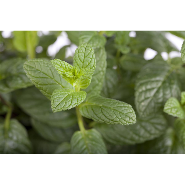 Mentha species 'Under Cover' 