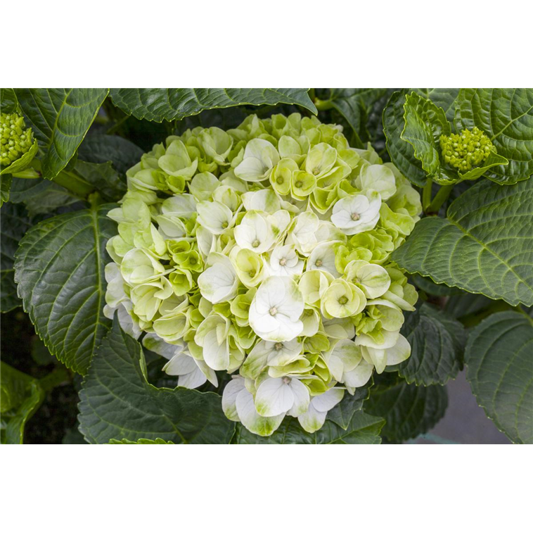 Hydrangea macrophylla 'Hochzeits-Hortensie'® 