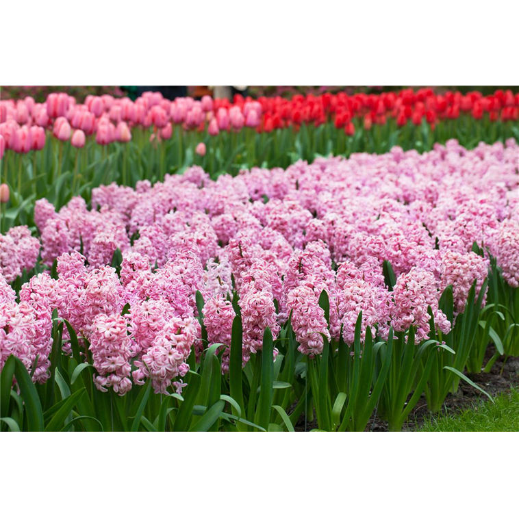 Hyacinthus orientalis 'Fondant' 