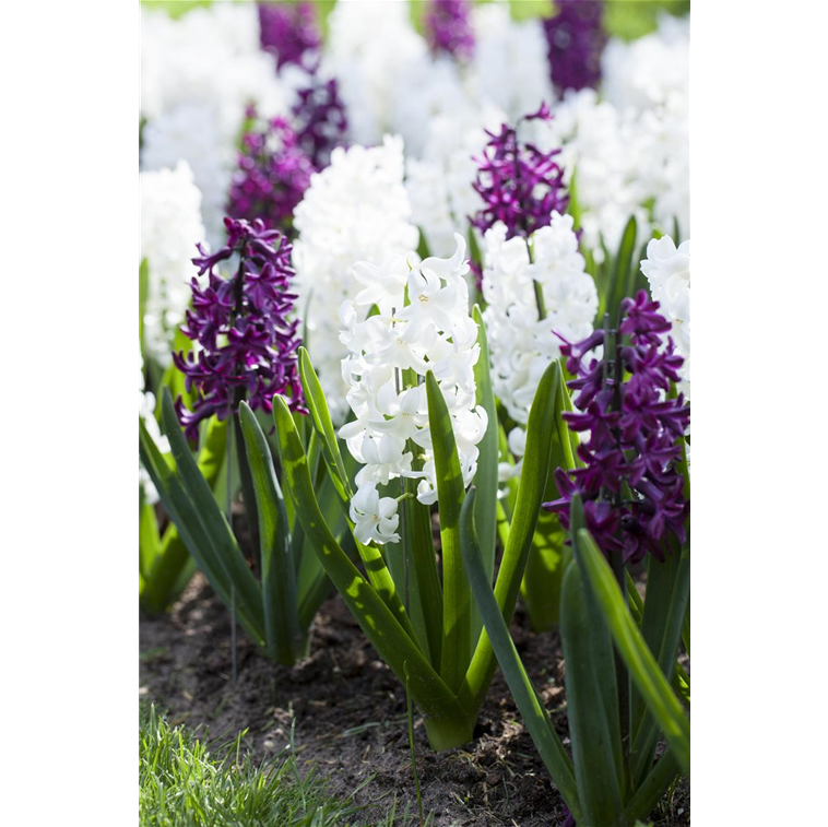 Hyacinthus orientalis 'Carnegie' 