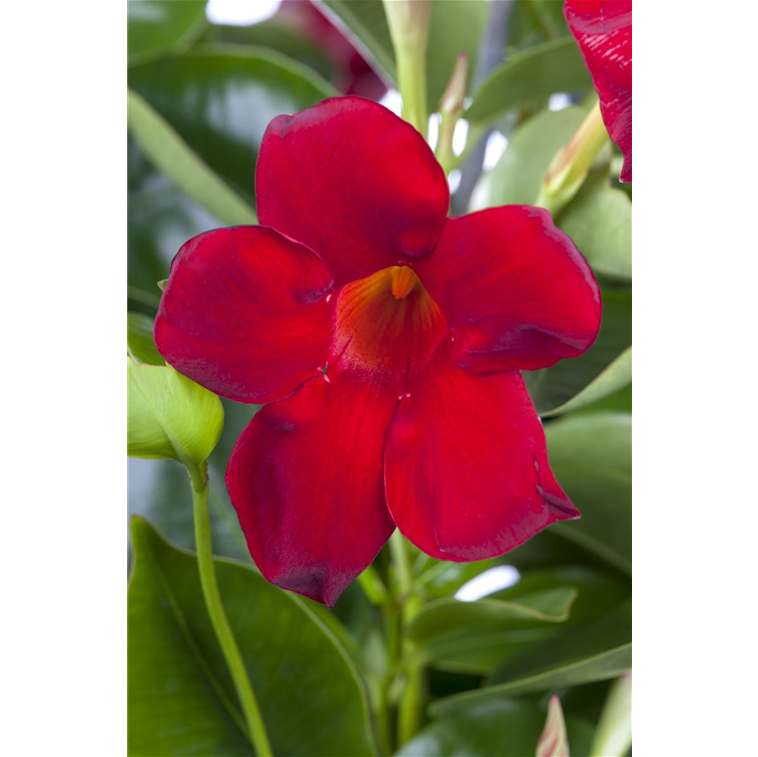 Mandevilla sanderi, rot 