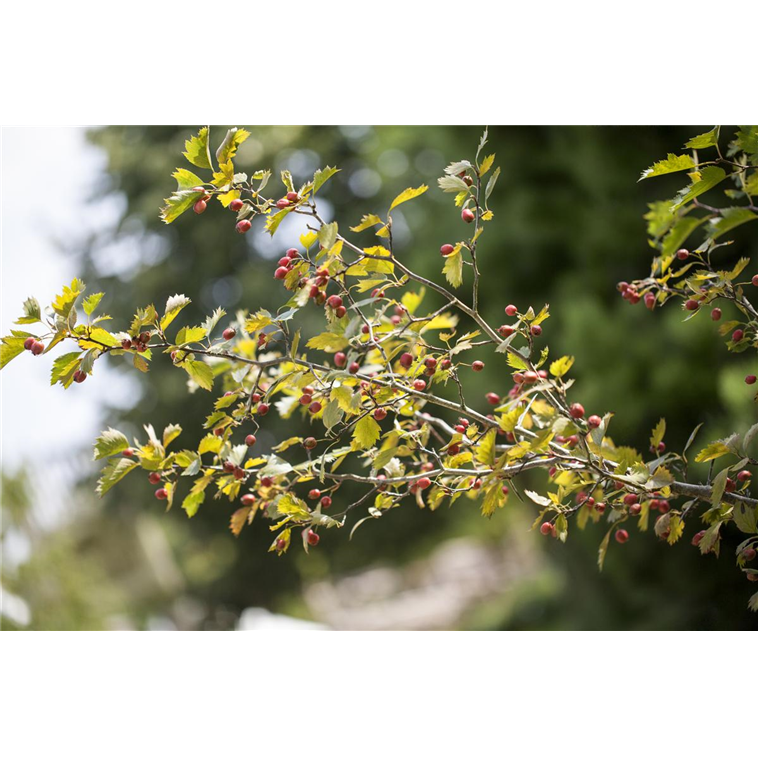 Crataegus monogyna 