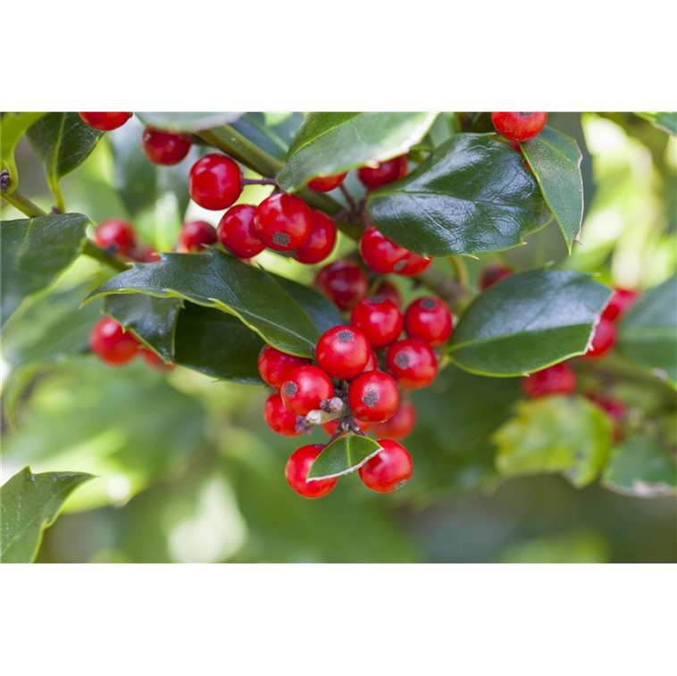 Ilex aquifolium 'Alaska' 