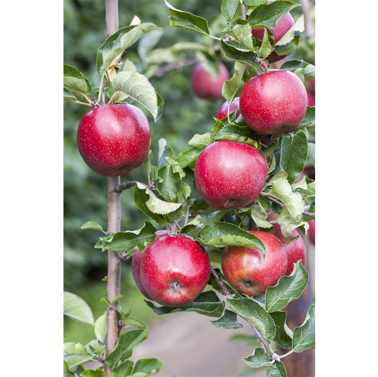 Apfel 'Florina'