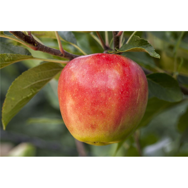 Apfel 'Santana'®