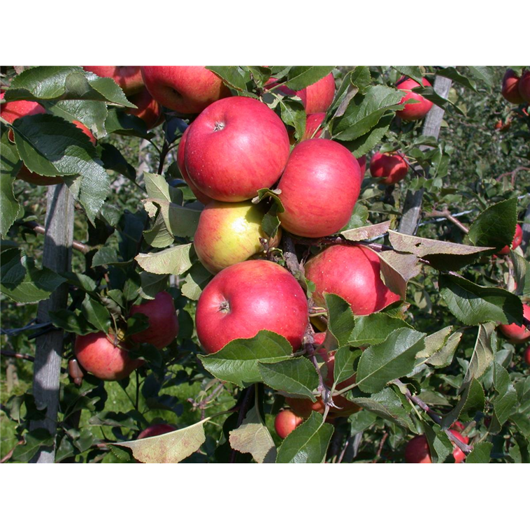 Malus domestica 'Topaz'(s), Stamm 