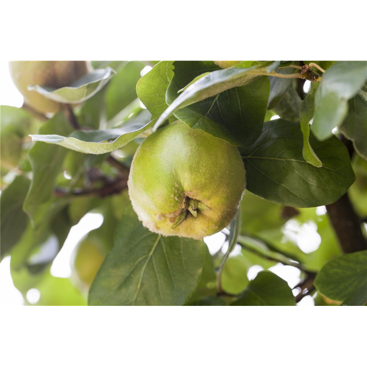 Konstantinopeler Apfelquitte