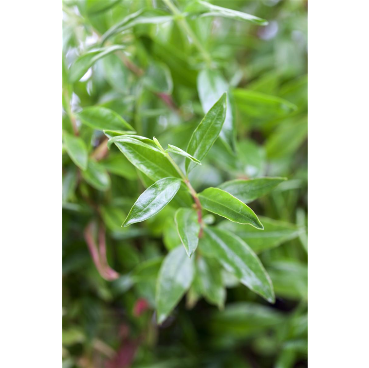 Granatapfel 'Provence'