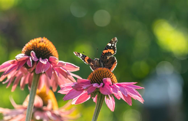 Schmetterling auf Sonnenhut