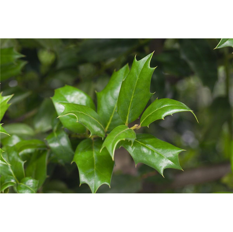 Ilex aquifolium 