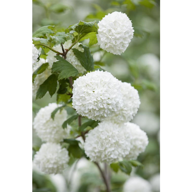 Viburnum opulus 'Roseum' 