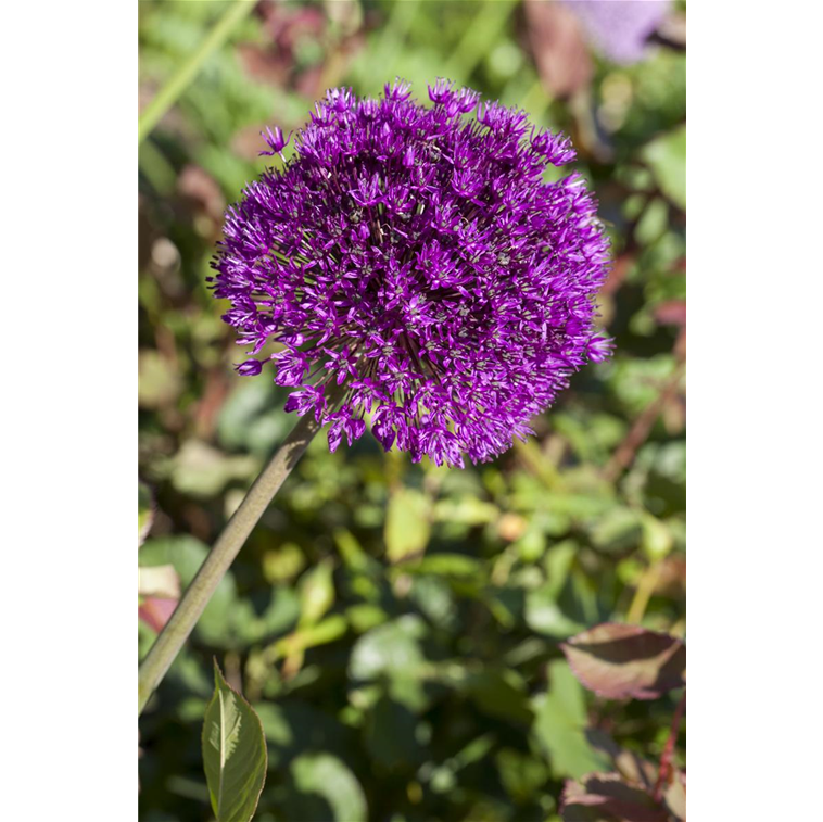 Allium aflatunense 