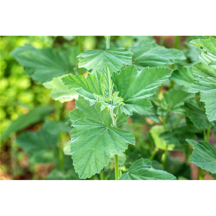 Althaea officinalis 