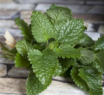 Zitronen-Melisse Zitronen-Melisse