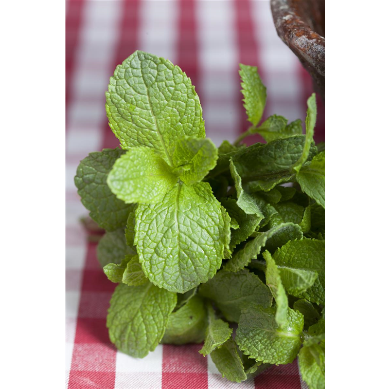 Mentha 