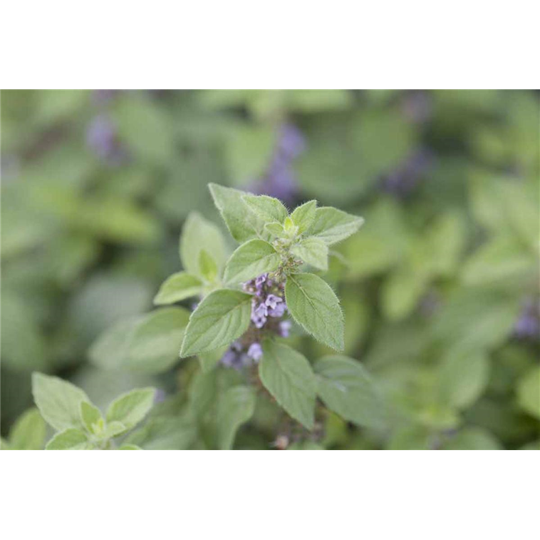 Mentha arvensis 