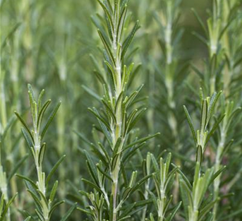 Garten-Rosmarin  Garten-Rosmarin