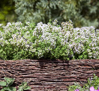 Gedrungener Garten-Thymian Gedrungener Garten-Thymian