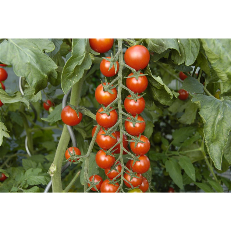 Solanum lycopersicum 'Tropical' 