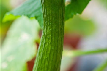 Cucumis sativus 'Schlangengurke' Mini