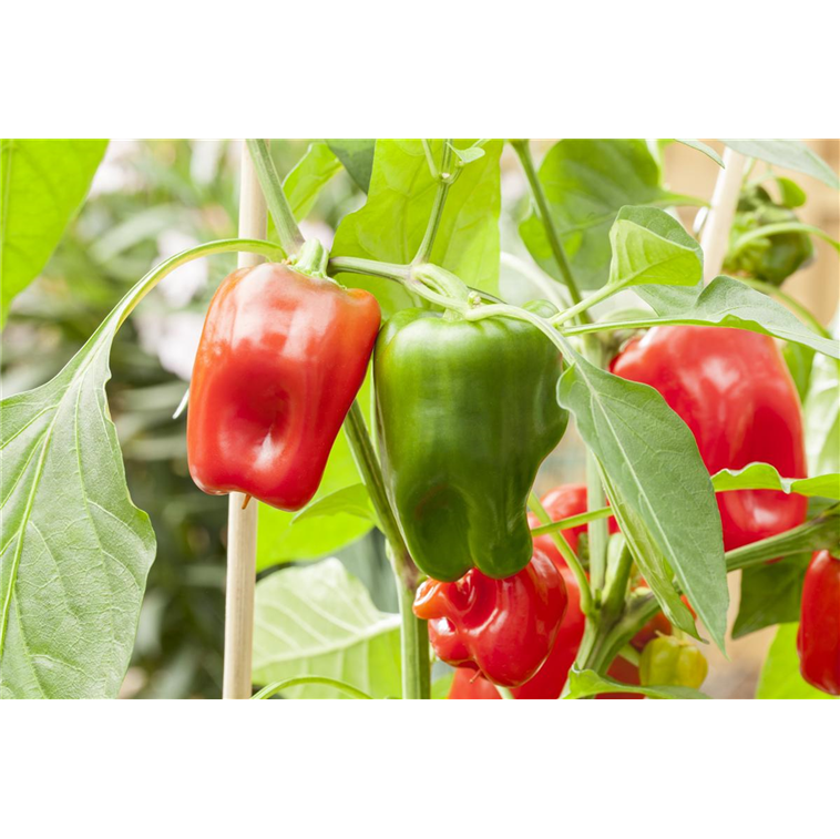 Capsicum annuum 'Pick a Pep'® 