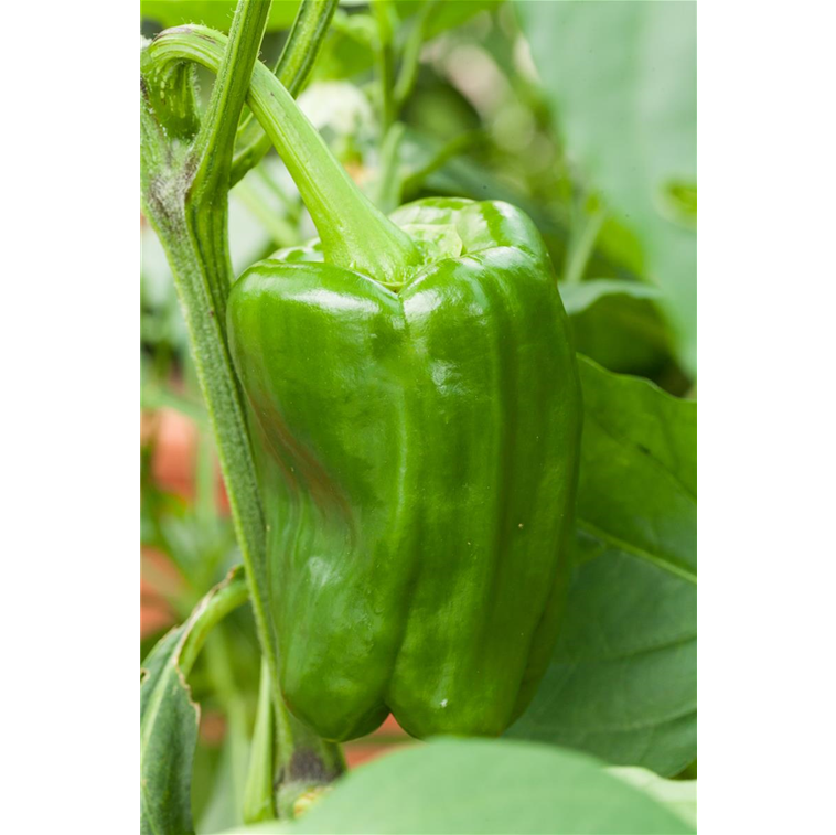 Capsicum annuum 'Bendigo F1'