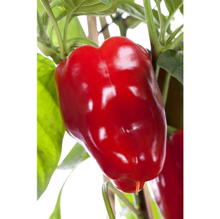 Capsicum annuum 'Bendigo F1