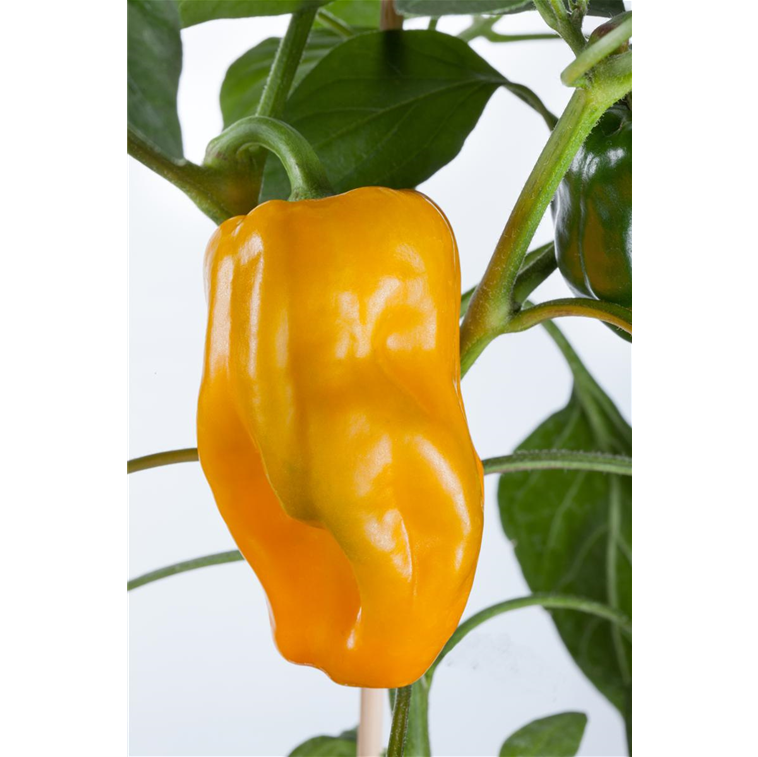 Capsicum annuum 'Gemini'