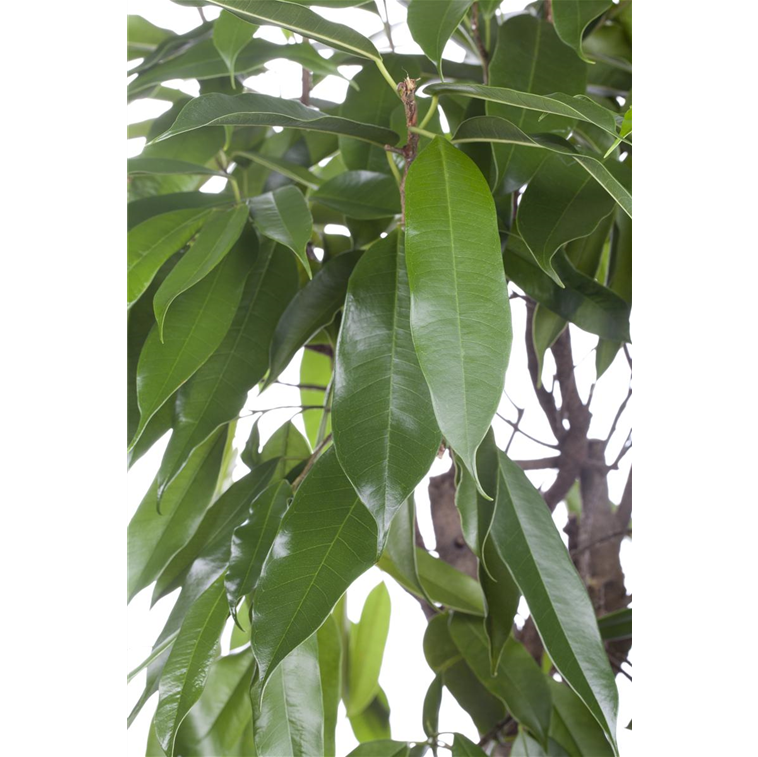 Ficus binnendijkii 'Amstel King'