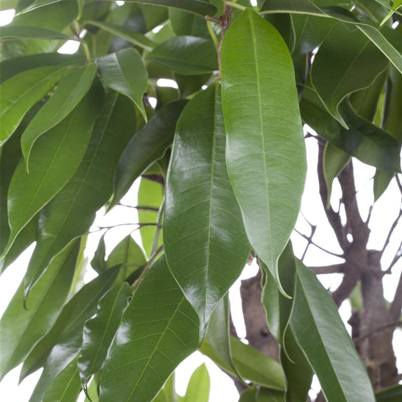 Ficus 'Amstel King', schmalblättrig 