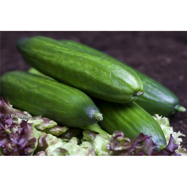 Cucumis sativus 'Keczkemeter' 