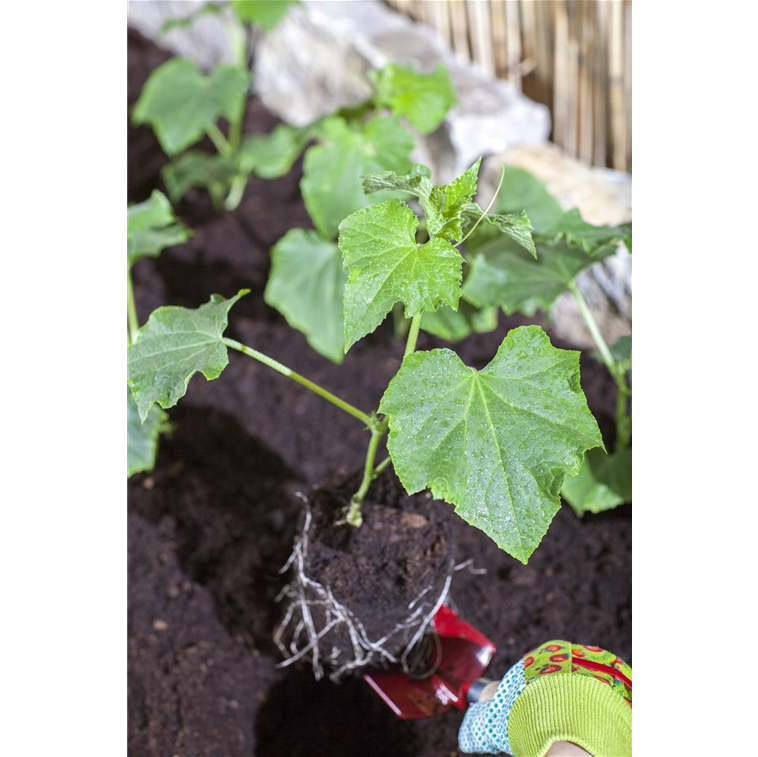 Cucumis sativus 'Mini'