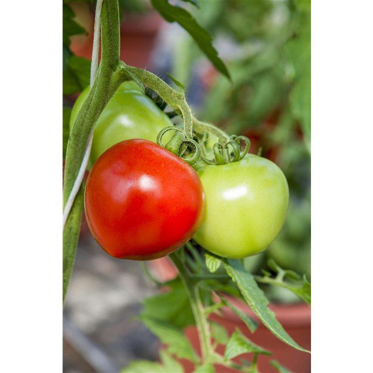 Solanum lycopersicum 'Zieglers Fleisch' 