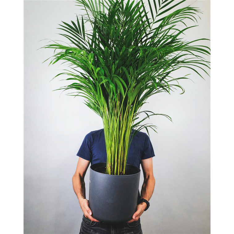 Areca triandra 