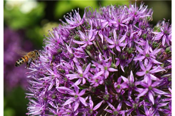 Allium 'Gladiator'