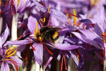 Crocus sativus, blau