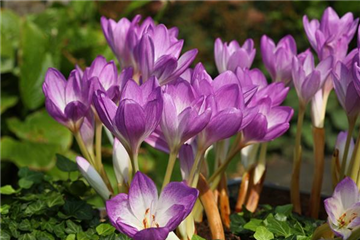 Colchicum cilicicum