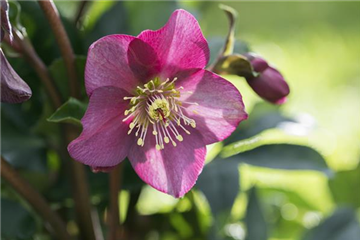 Helleborus Ice N´Roses® Benotta