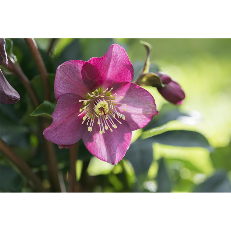 Christrose Ice N´Roses® Benotta