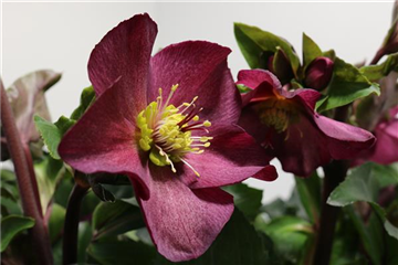 Helleborus x glandorfensis 'HGC® Ice N´Roses® Red'