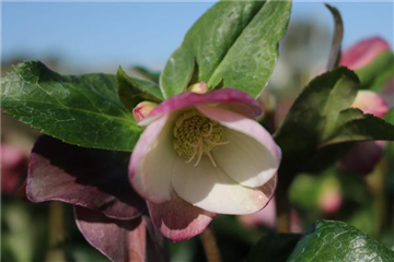 Helleborus 'Gold Collection'®, rosa