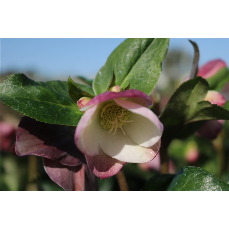 Helleborus Ice'N'Roses Rose