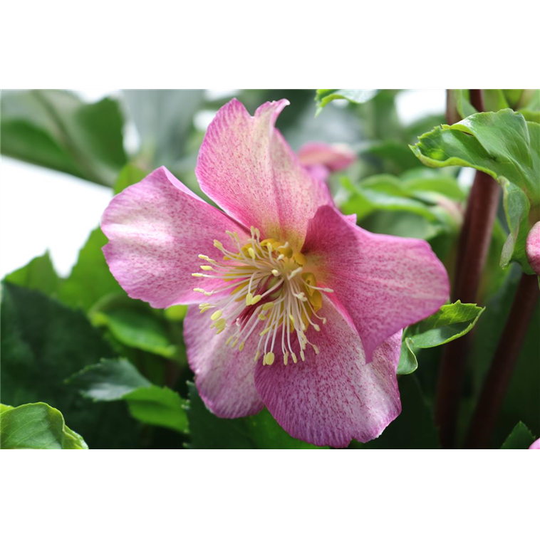 Helleborus HCG Frosted Rose